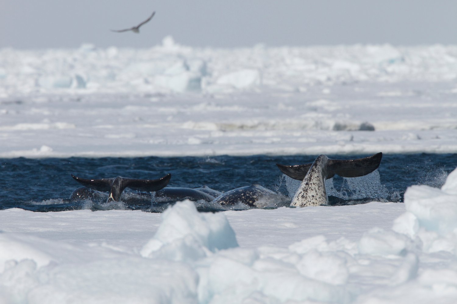 A Narwhal’s Many Uses For Sea Ice