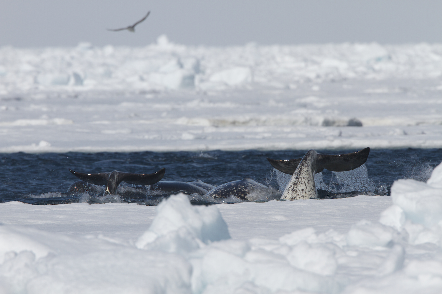 Whales of the Arctic