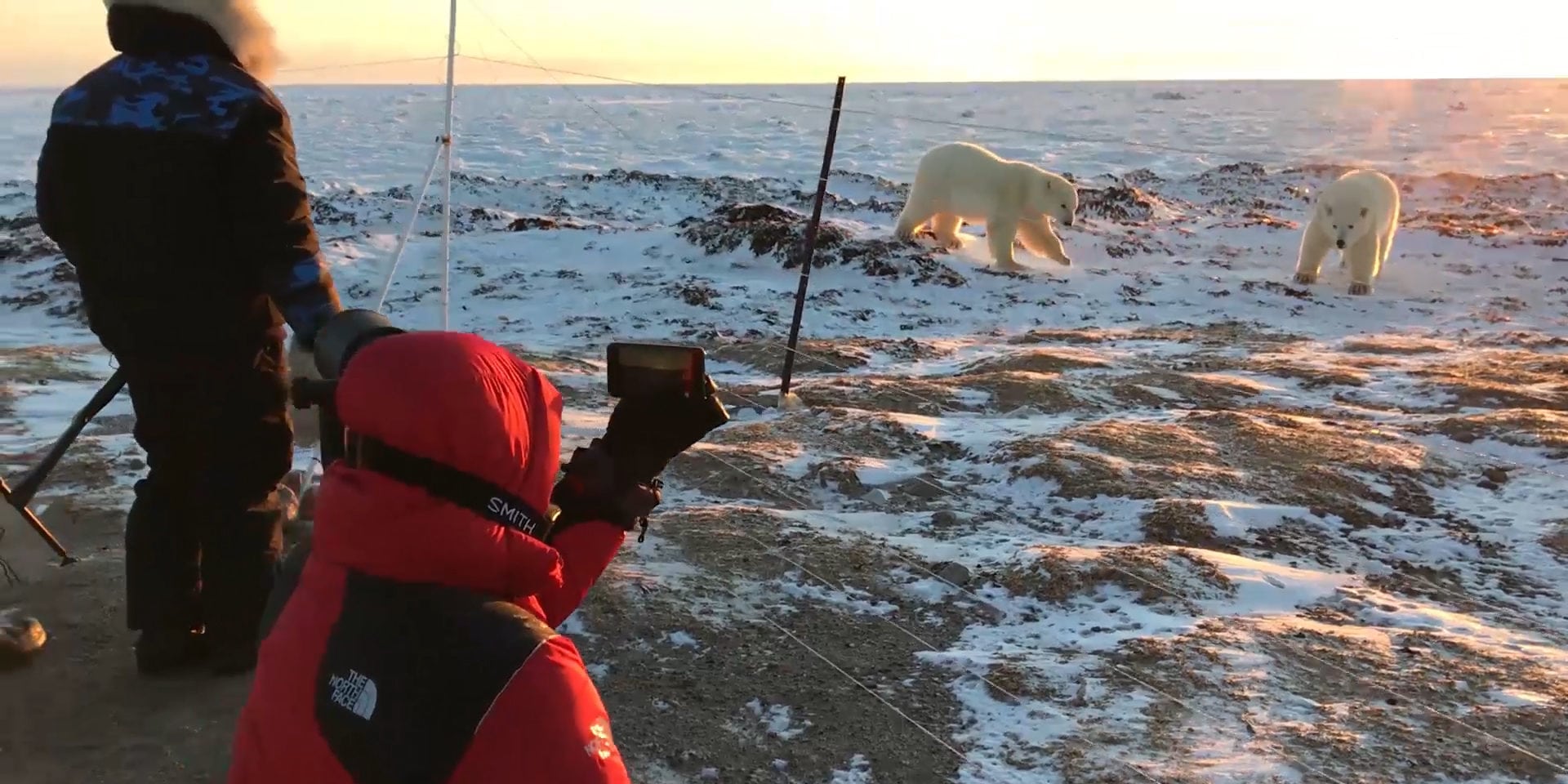 Breathtaking polar bear cub encounter at sunrise