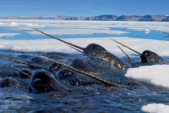 Where To See Narwhals