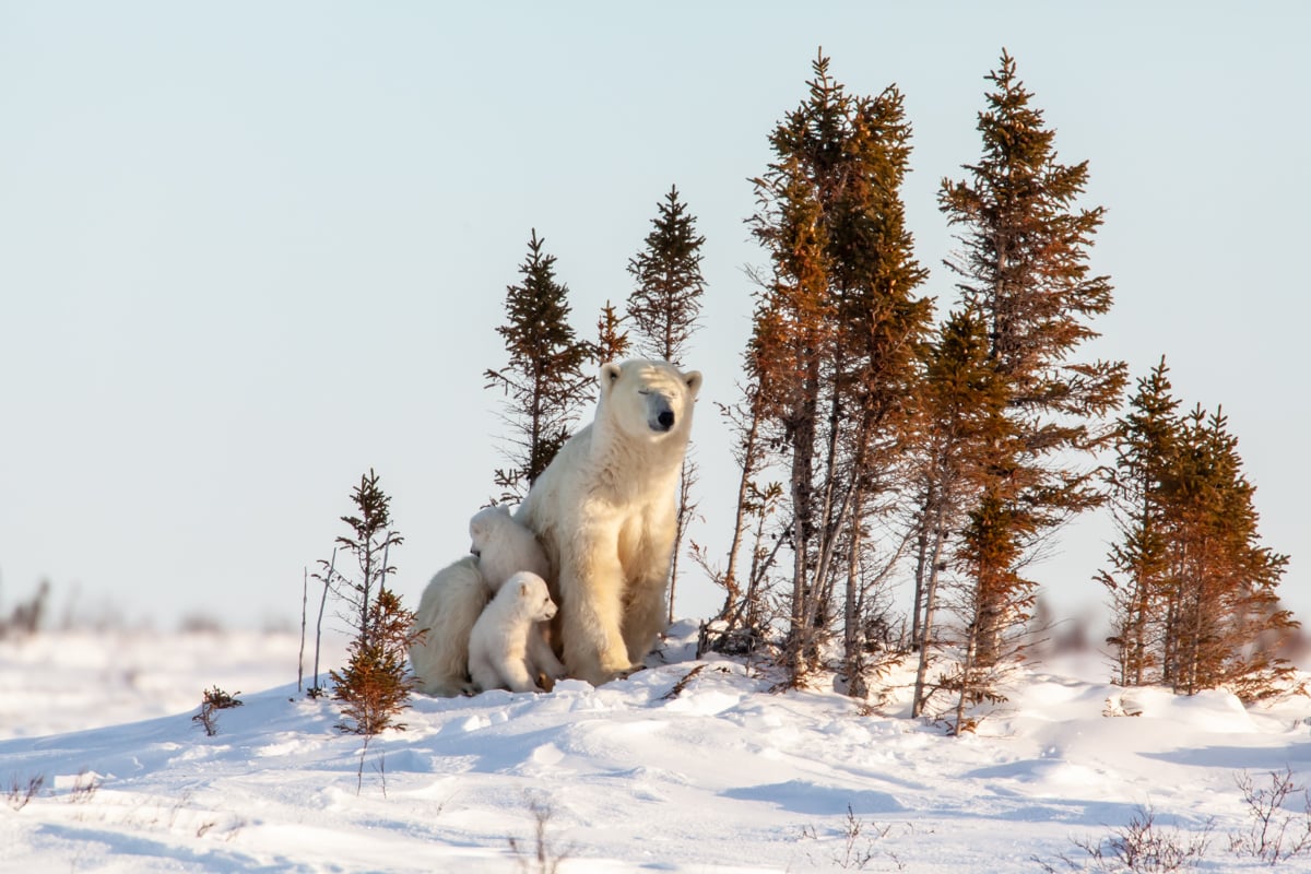 How You Can See Polar Bear Cubs In Their Habitat