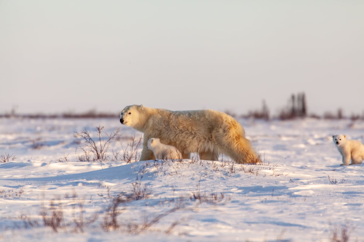 Arctic Kingdom’s Top Fast Facts