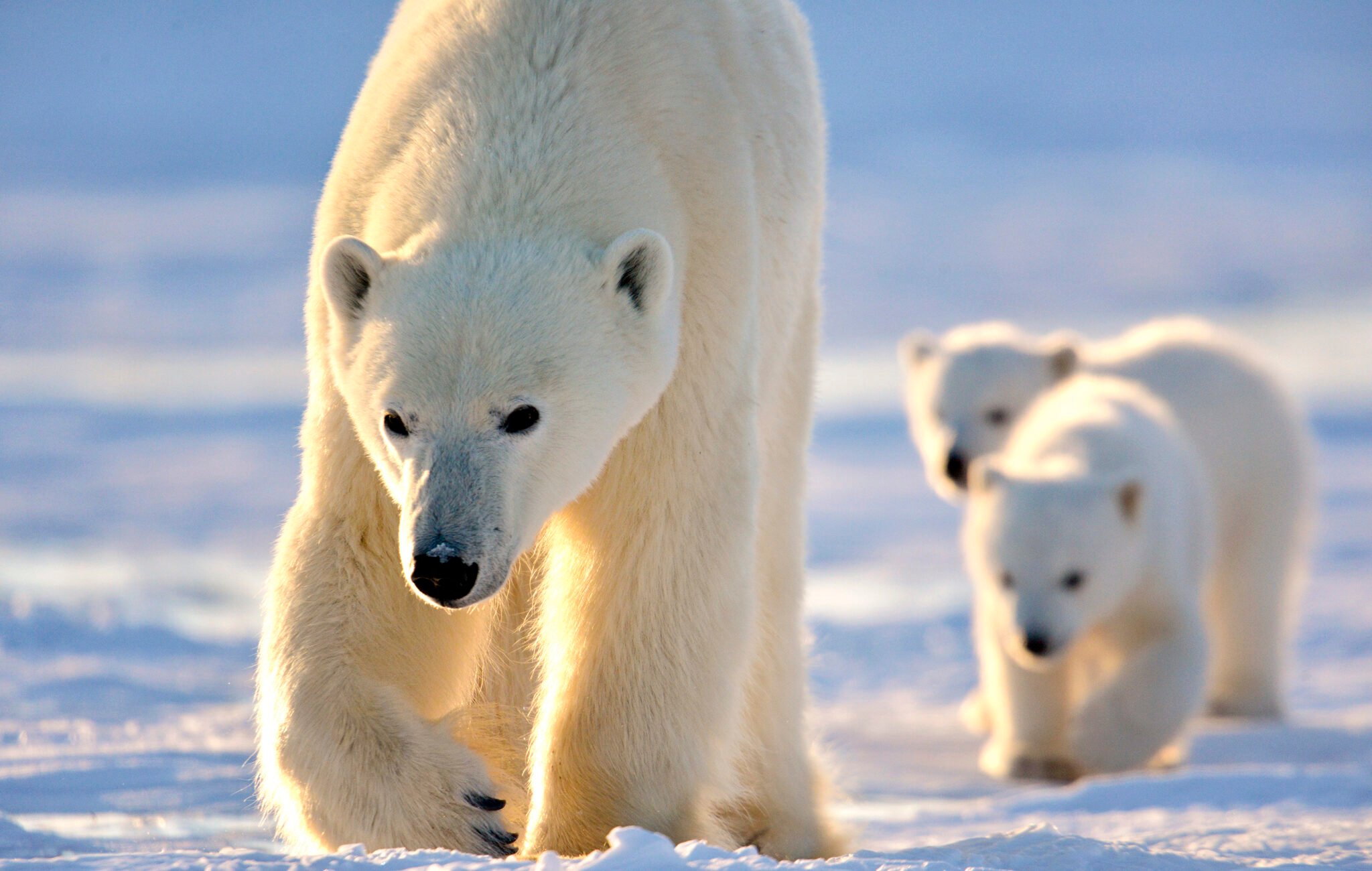 FAQs: What Can I See On Arctic Safari?