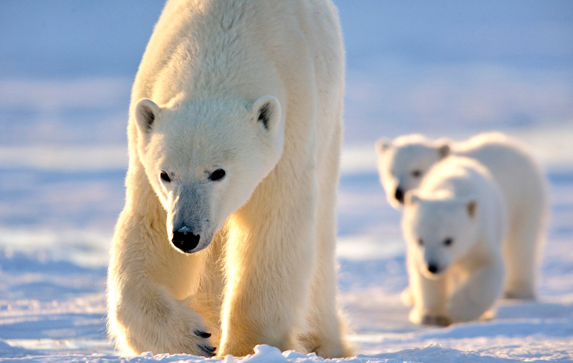 Arctic Safari Canada: Guide to Iconic Wildlife and Landscapes