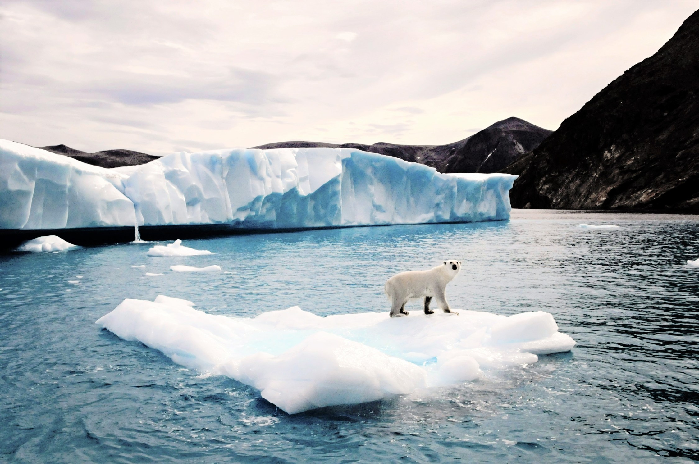 How Polar Bears Swim