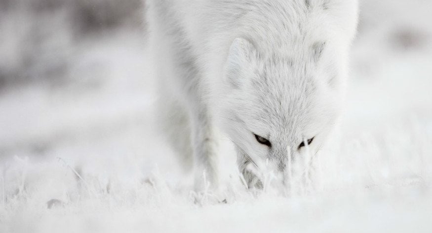 8 tips for Arctic wildlife photography