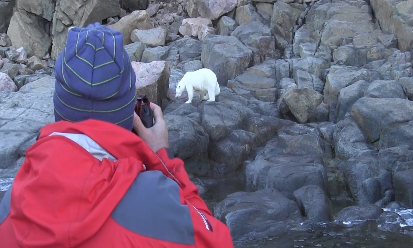 Arctic Travellers View Polar Bear Cub Up-Close in Summer