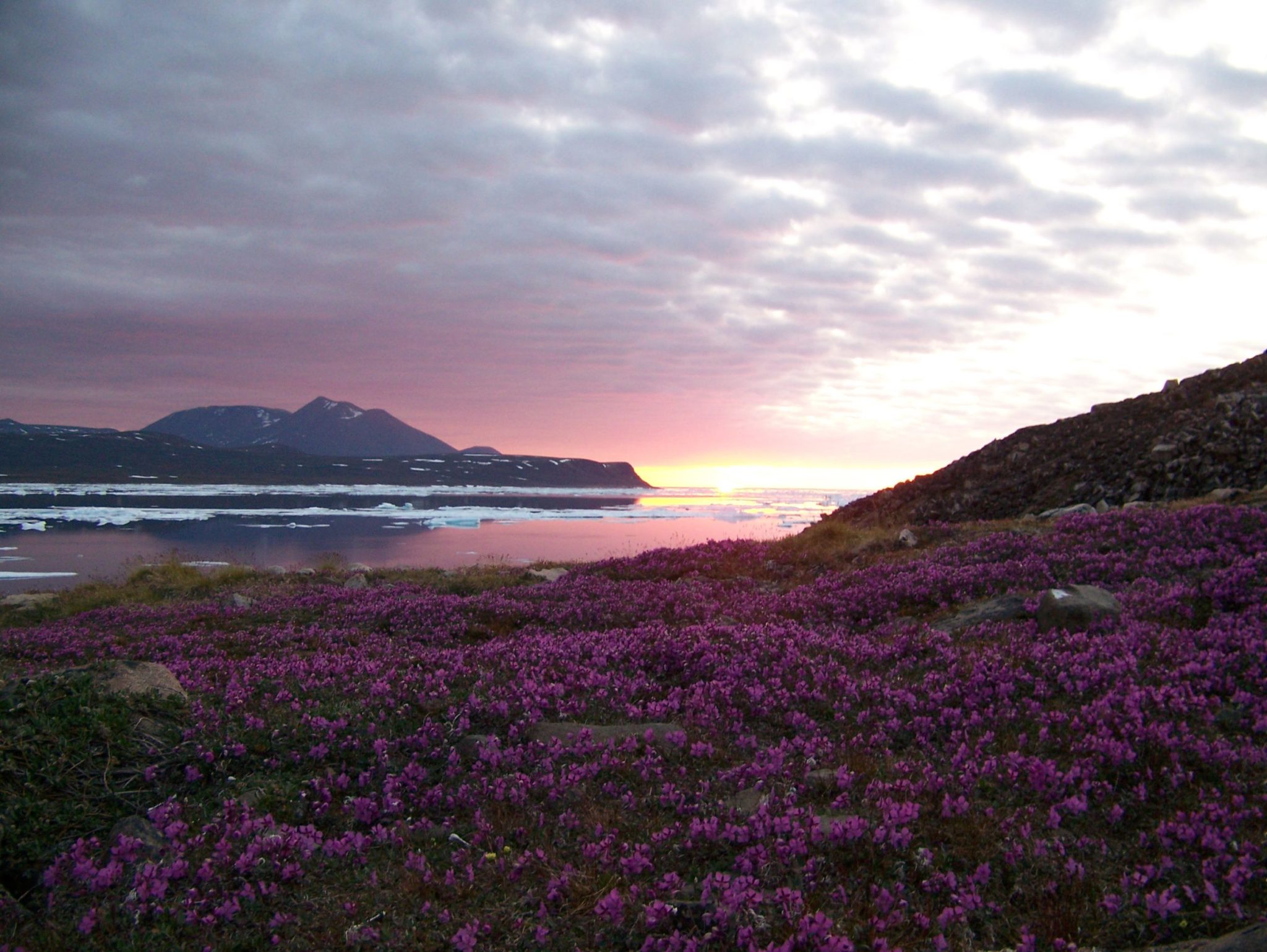 5 Reasons to visit the Arctic in the summer