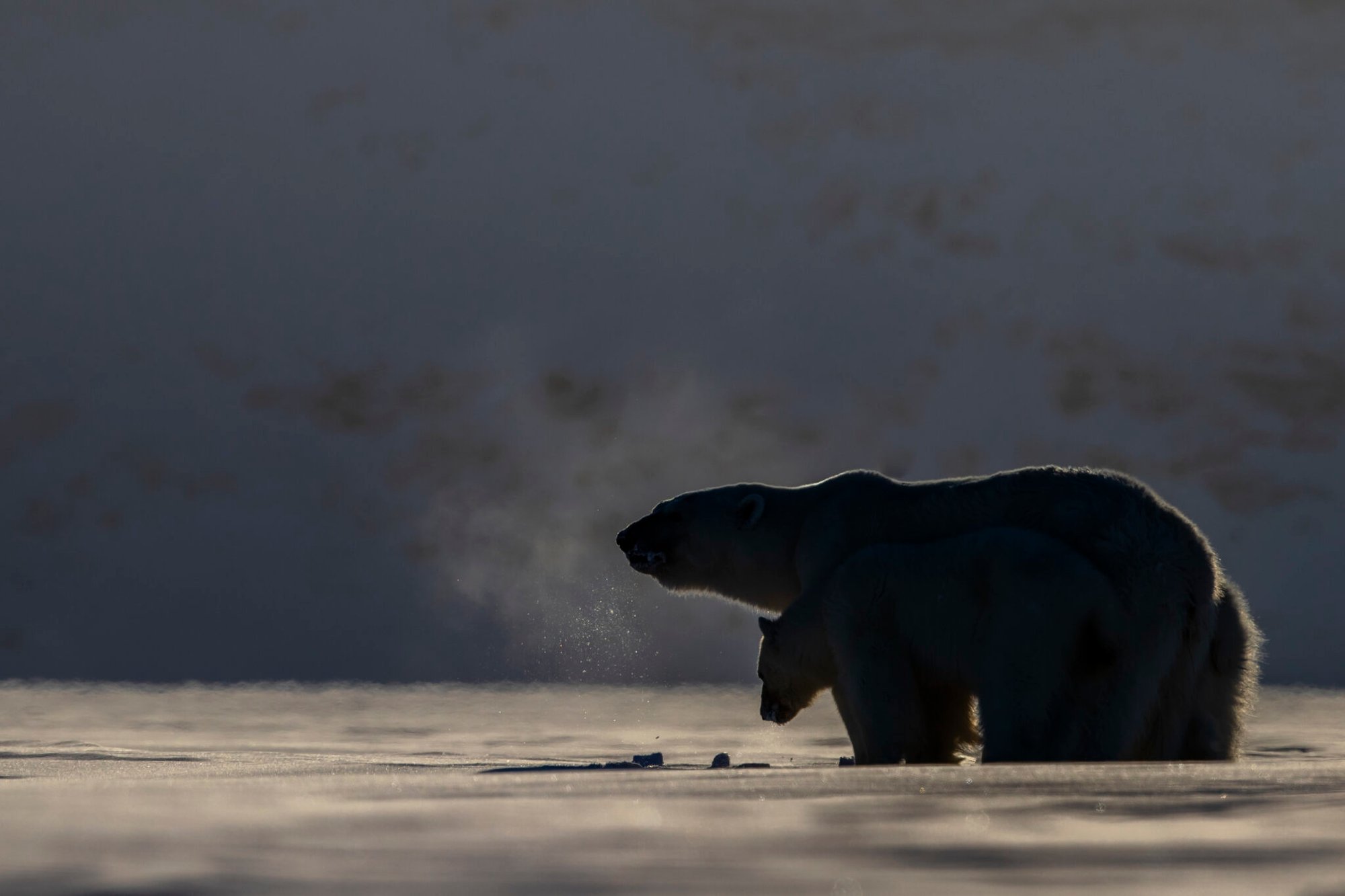 Why Polar Bears Don’t Hibernate