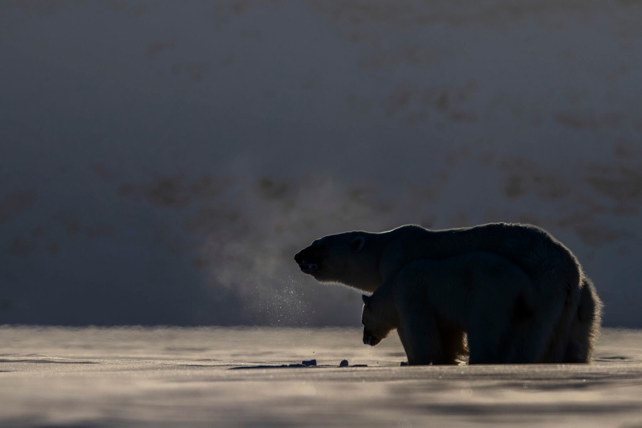 Polar Bears in their Arctic Realm