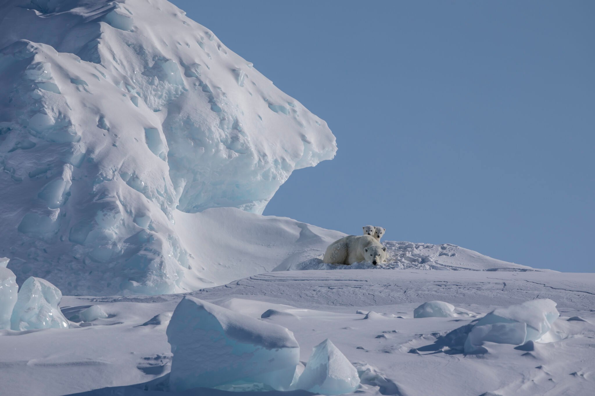 Why Baffin Island is Polar Bear Central