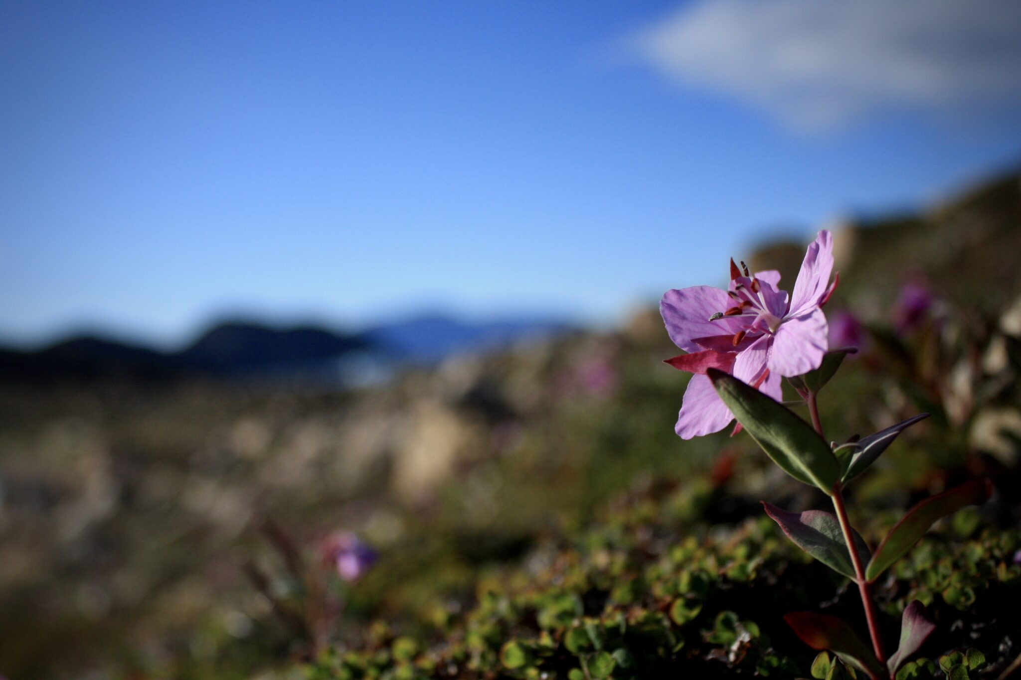 Why Photographers Love Summer on Baffin Island