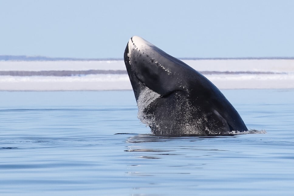 New Bowhead Whale Molting Location Found