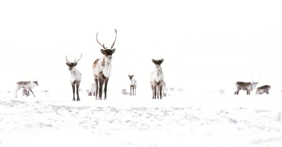 A Reindeer’s Biggest Migration: Santa’s Sleigh