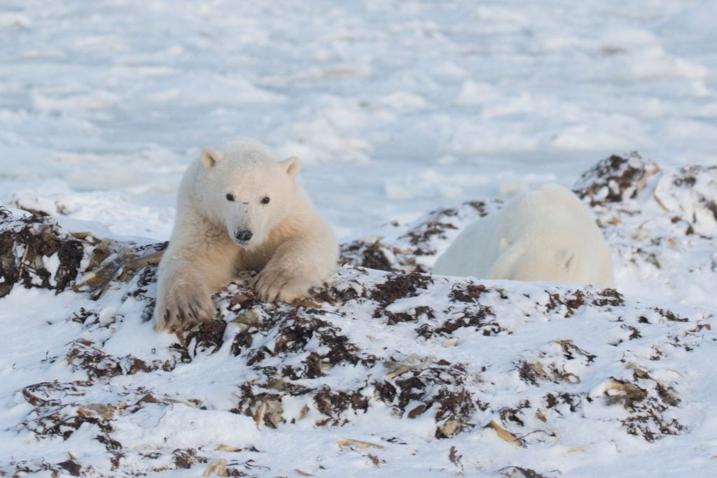 Spring Polar Bear Safari vs. Hudson Bay Polar Bear Cabins