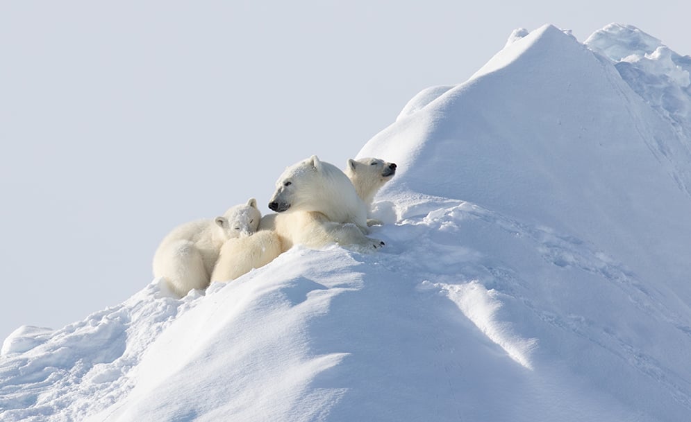 Polar Bears: How They’ve Adapted To Their Arctic Realm