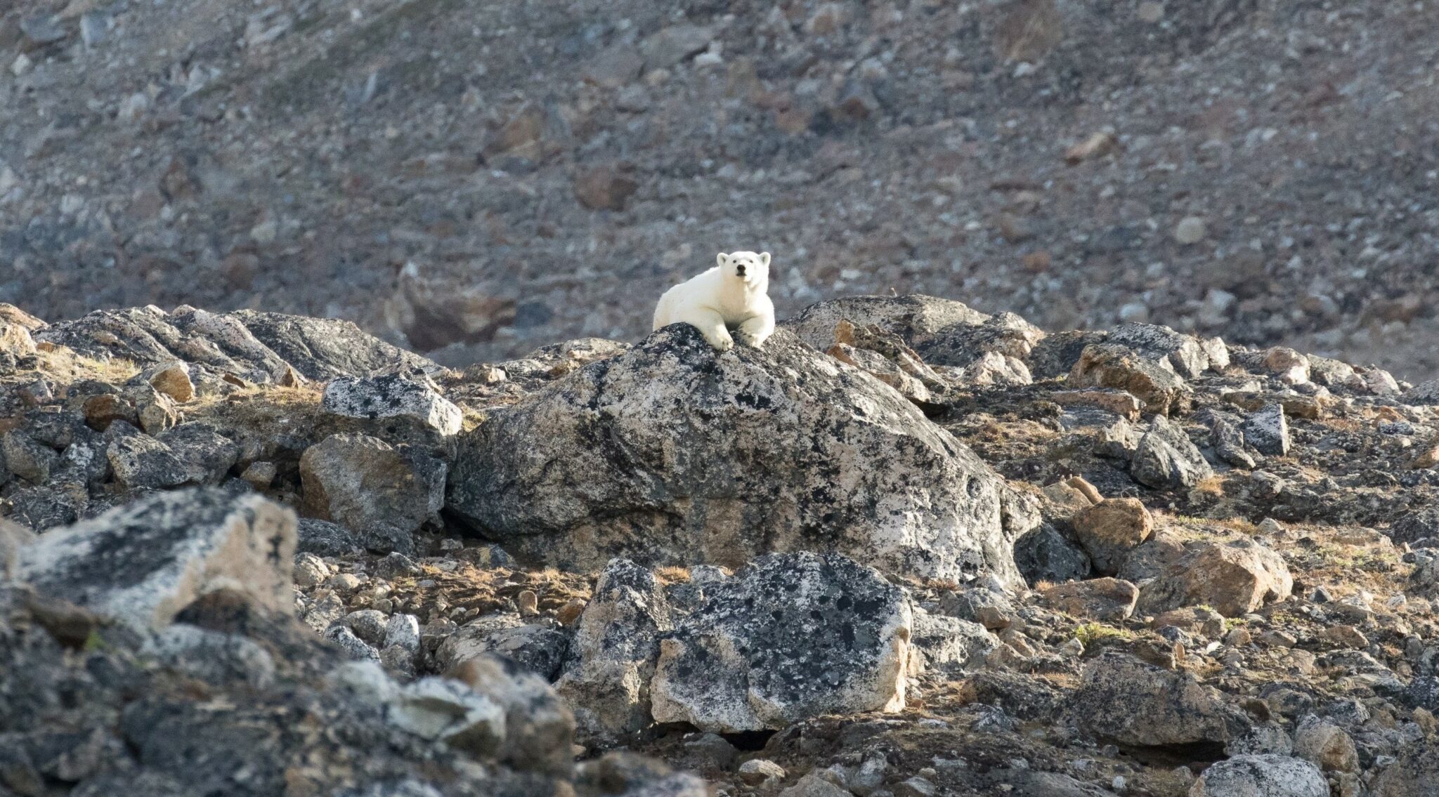 What Are Summer Polar Bears Up To?