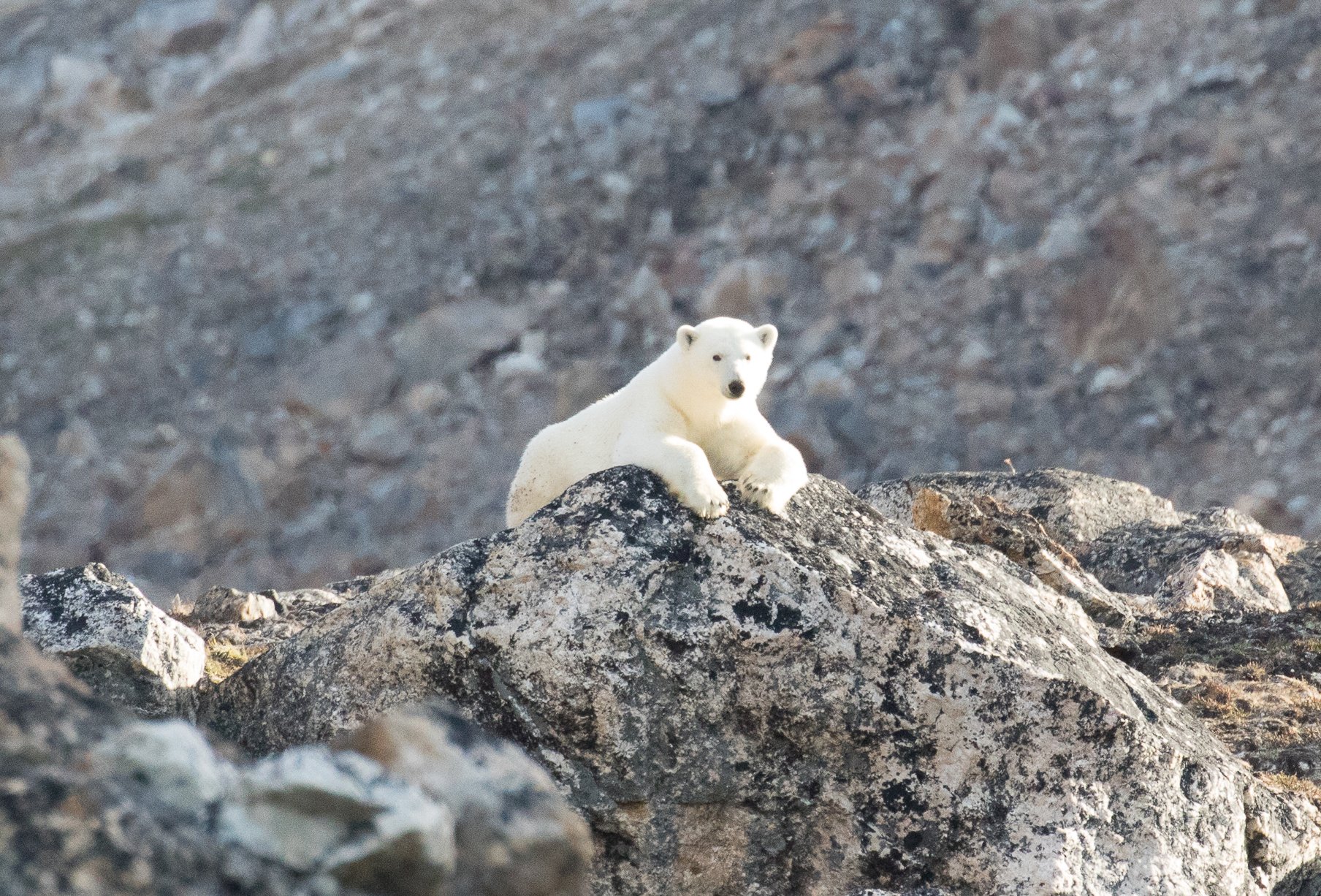 Why Polar Bears Spend Their Summers Along the Coast