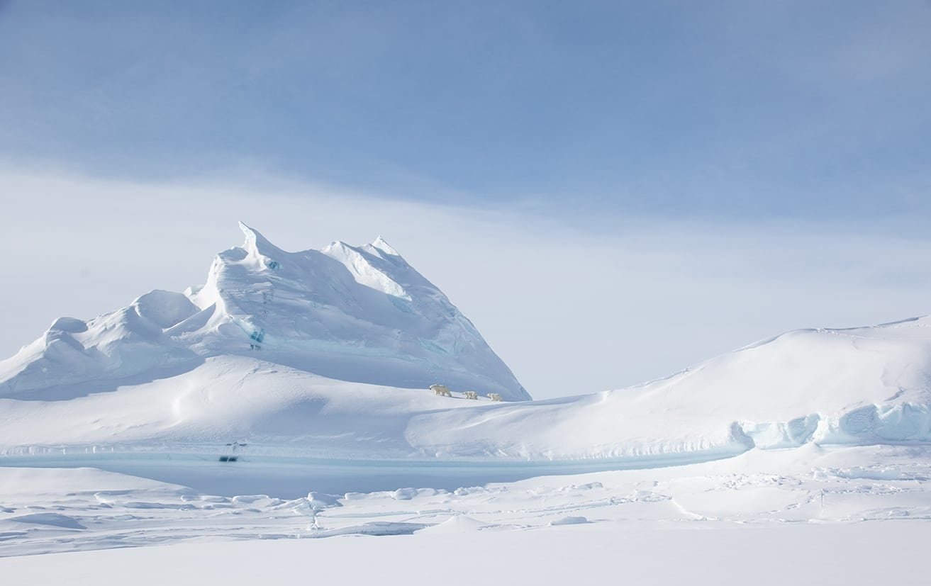 From the Field: Highlights from Spring Polar Bears & Icebergs of Baffin 2018