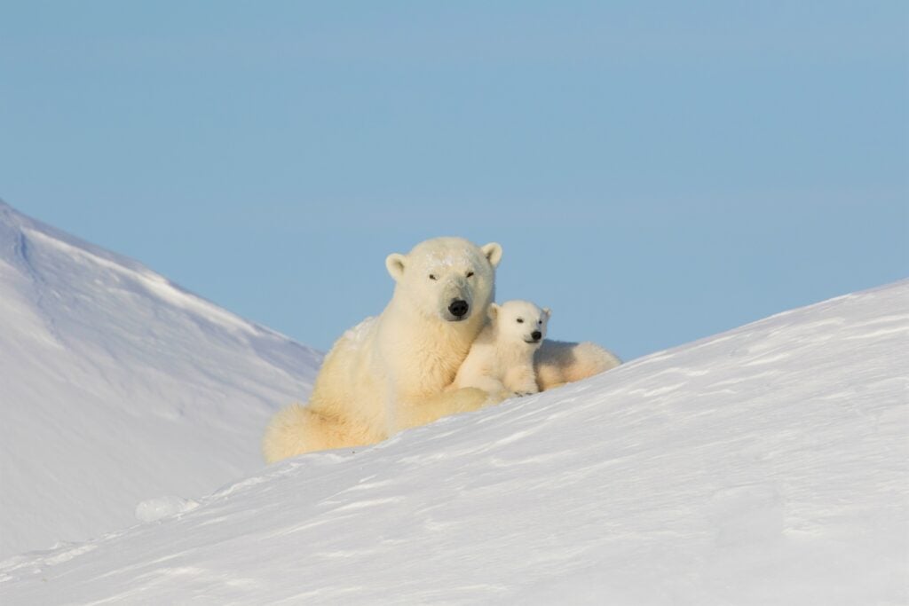 FAQs: What Can I See On Arctic Safari?