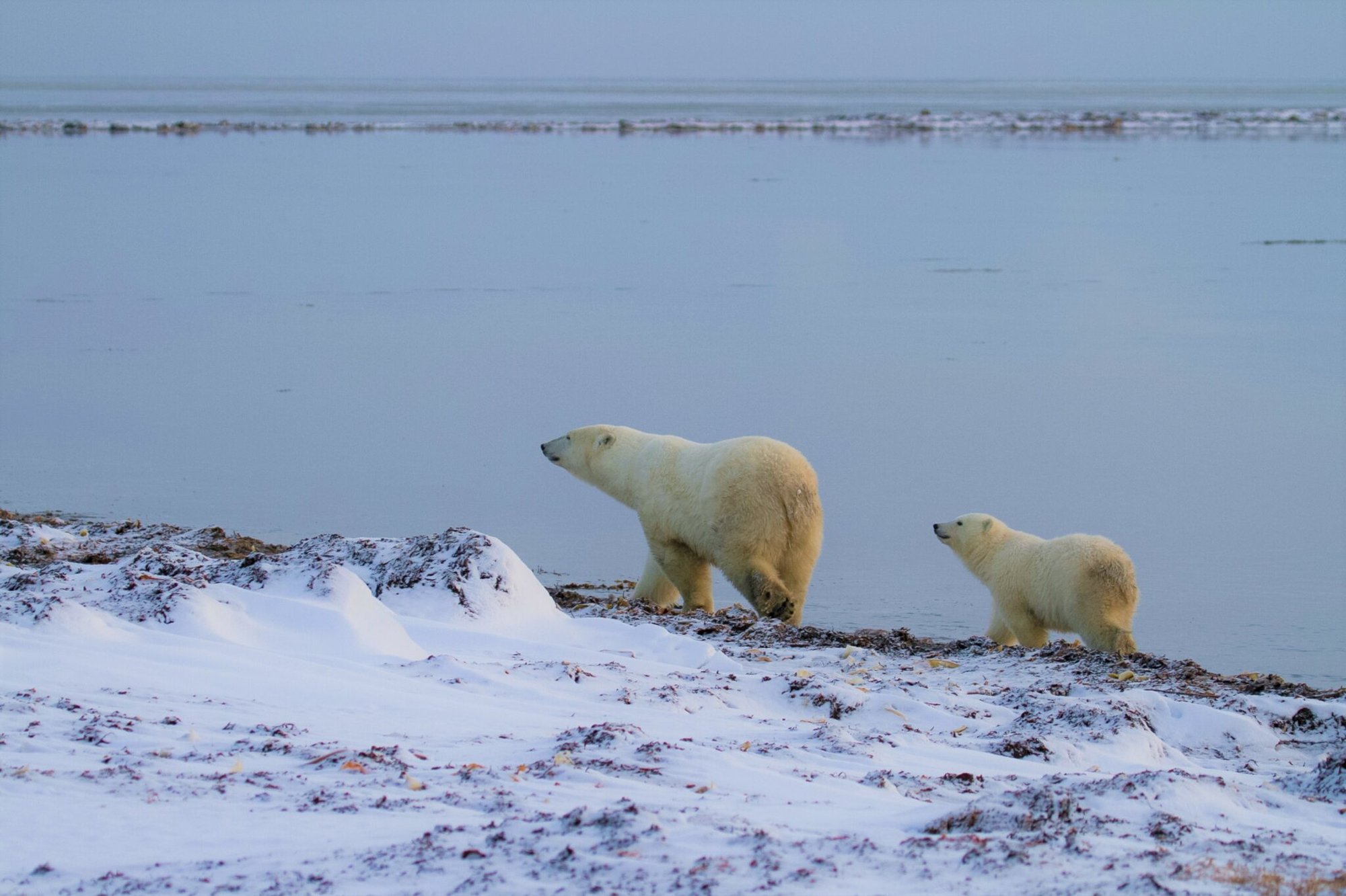 Polar Bears Are Migrating Right Now & You Can See It