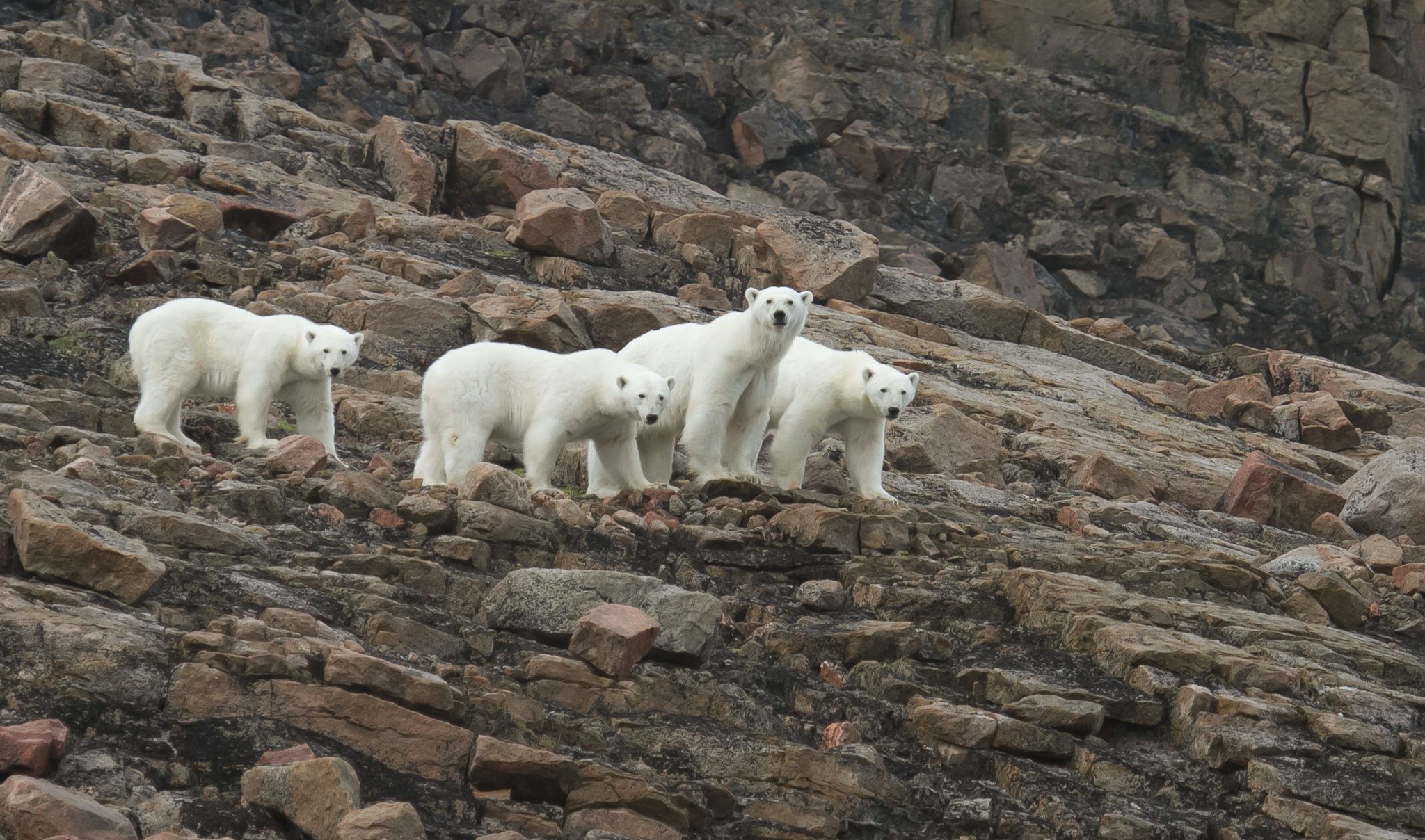 3 Reasons We Love Trips To See Polar Bears In Summer