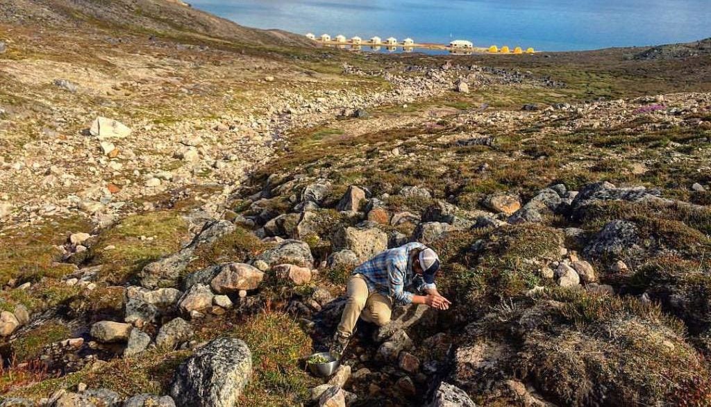 Foraging the Tundra in Qikiqtarjuaq