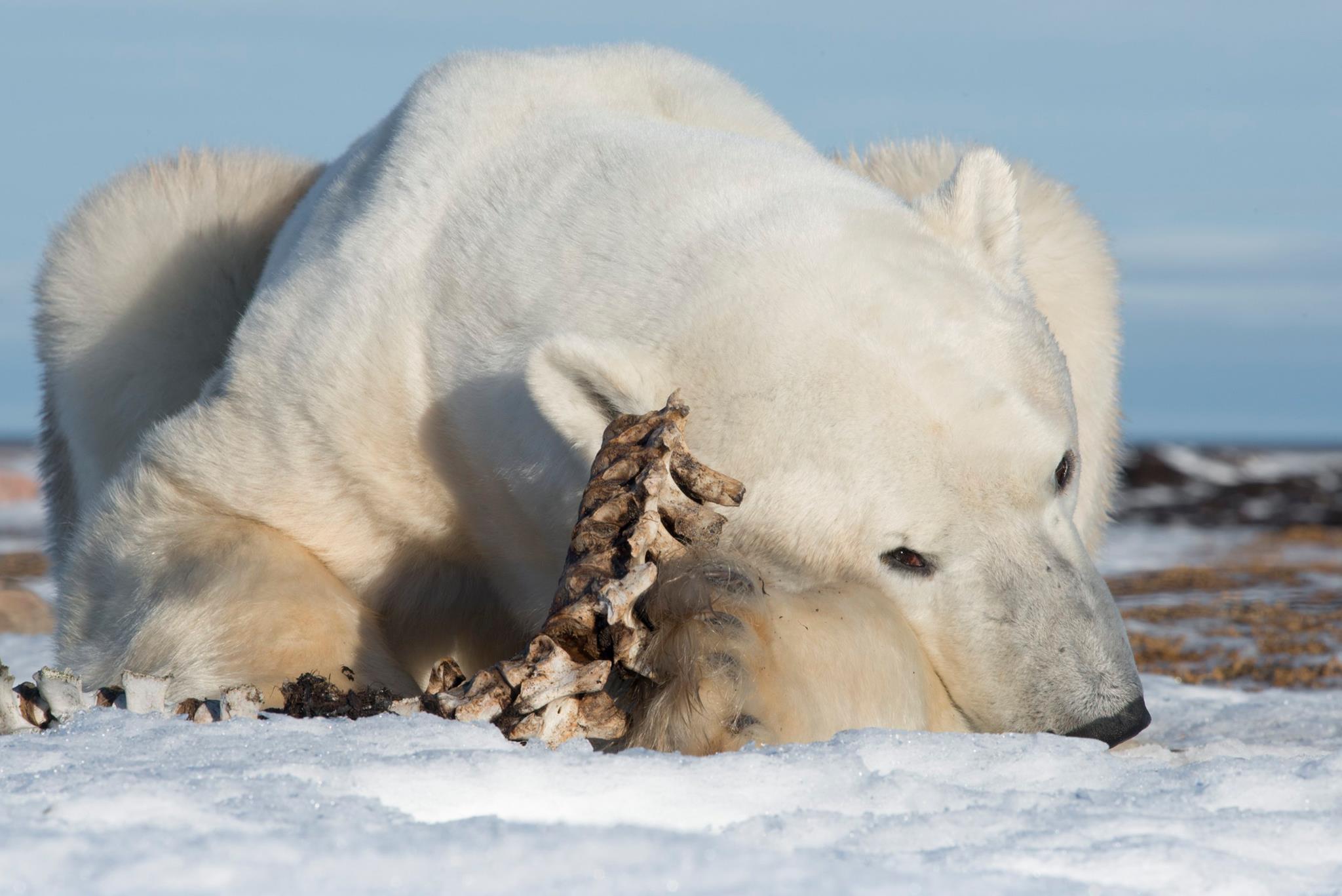 Churchill Tundra Buggy vs Arctic Polar Bear Safari