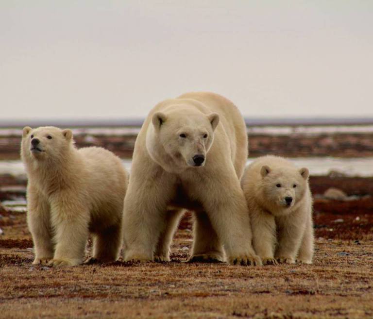 Polar Bear Migration – Arctic Experience