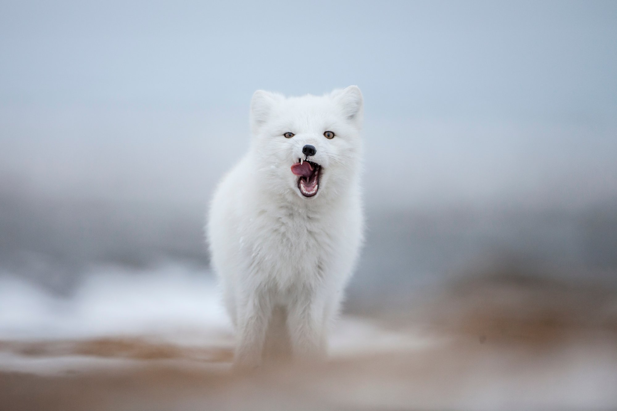 Our Top Arctic Fox Photos