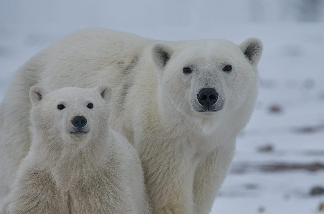 The Ultimate Exclusive Polar Bear Viewing Experience