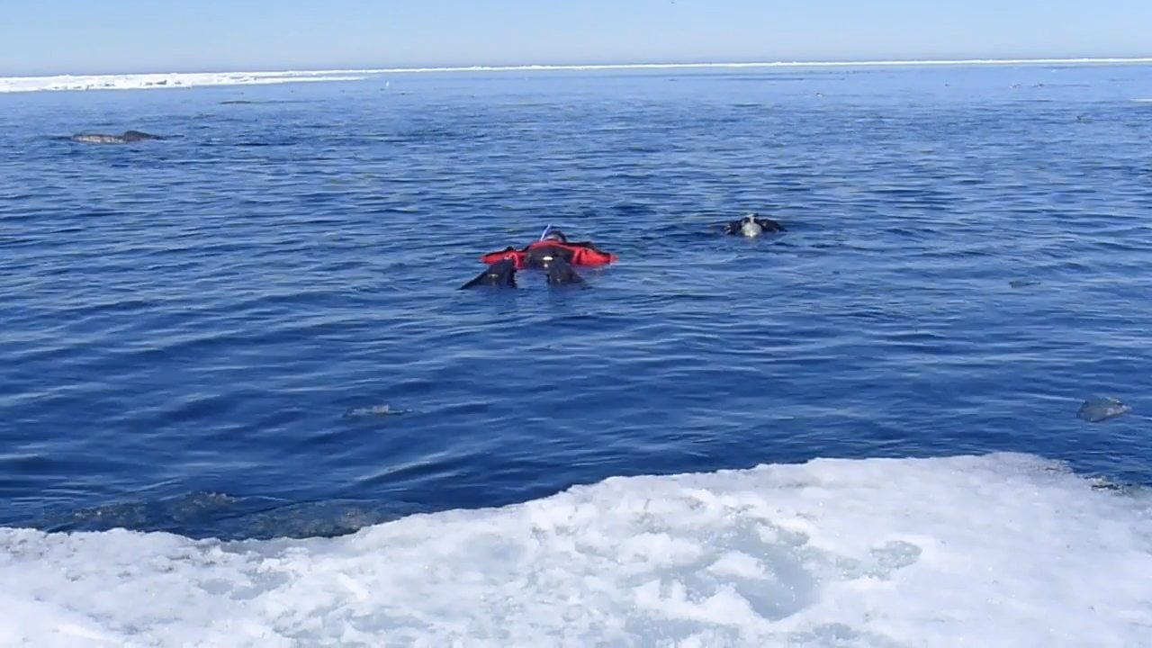 Swimming with Narwhal in the High Arctic