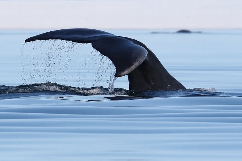 The Mystery of the Oldest Bowhead Whale