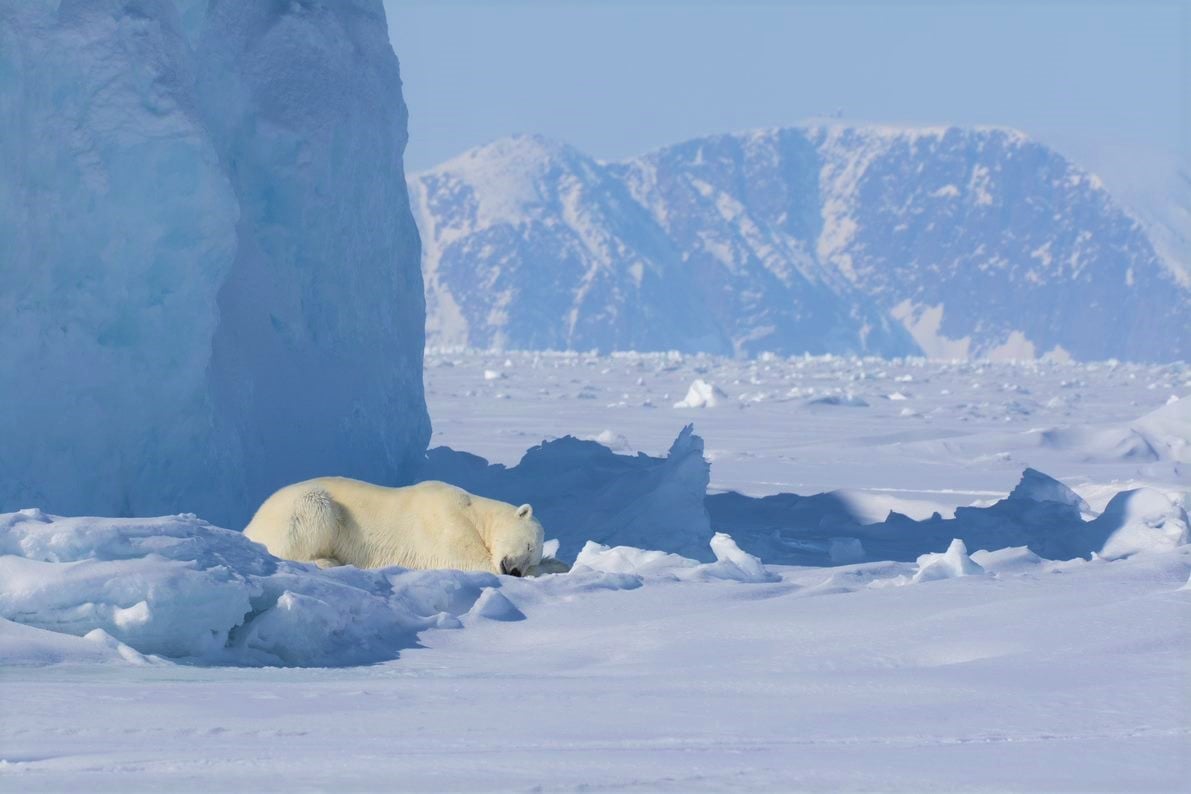 A Bucket-List Guide: What Do You Want To See On An Arctic Safari