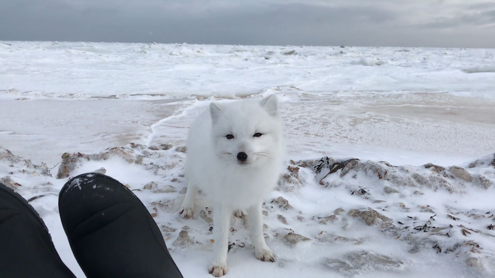 Friendly Arctic Fox Greets Explorers