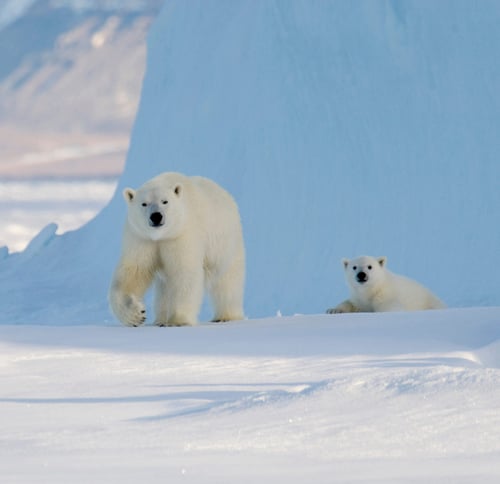 Narwhal & Polar Bear, A Floe Edge Safari