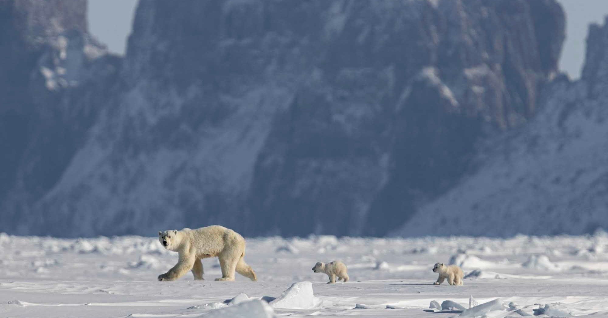 Churchill Polar Bear Tours — A Fascinating Journey Through the Realm of Arctic Giants