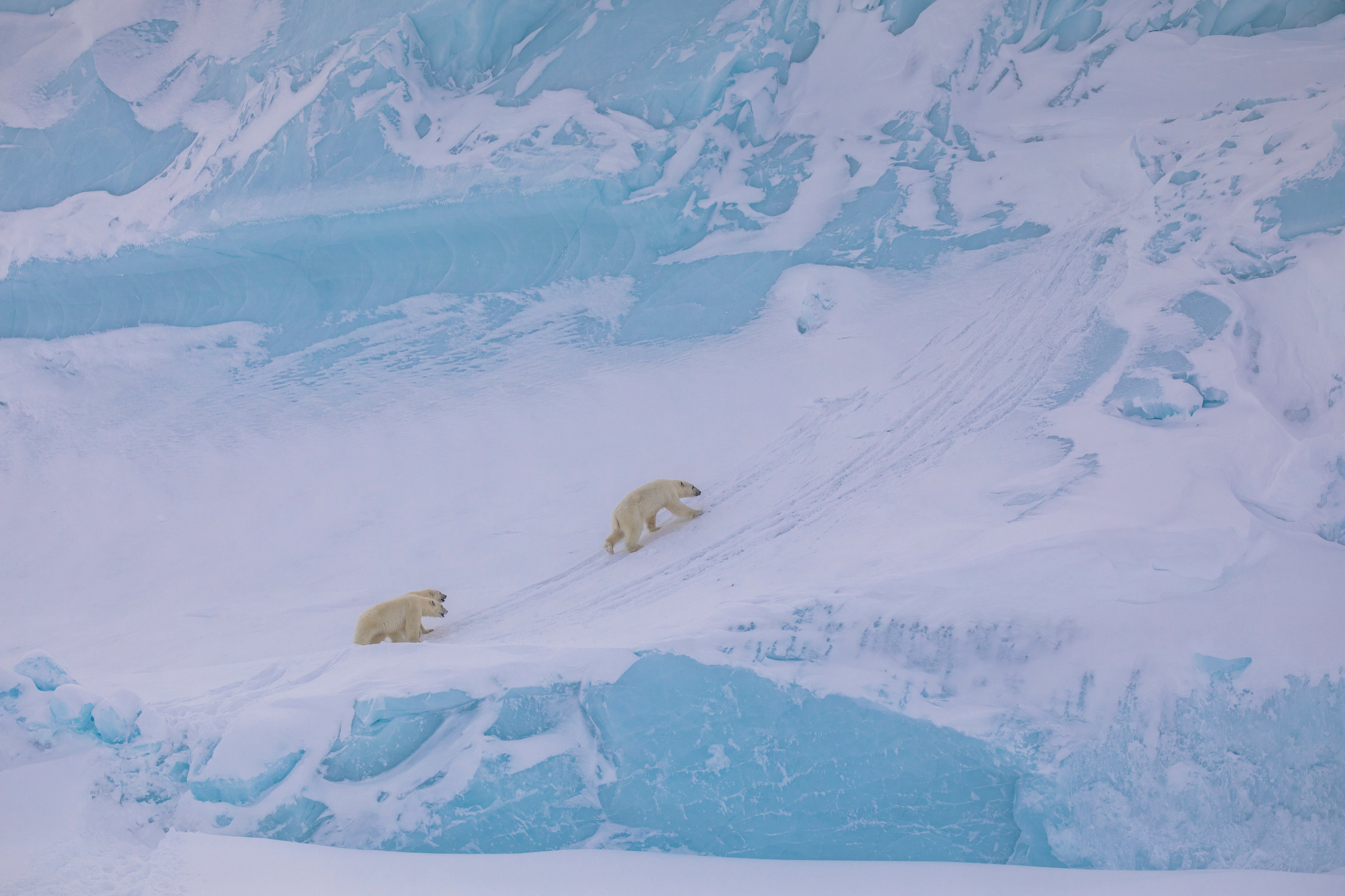 Polar bears