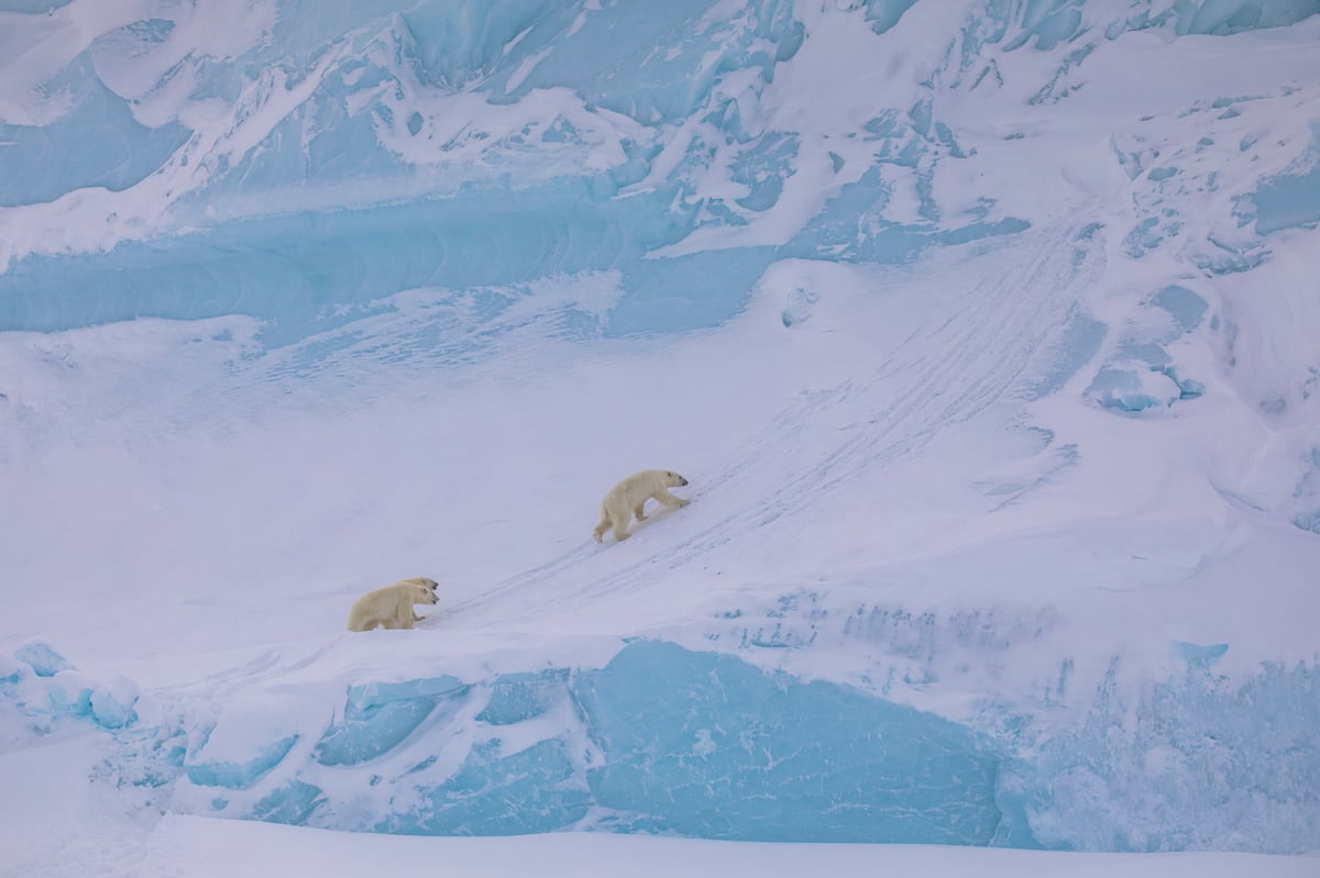Polar bears