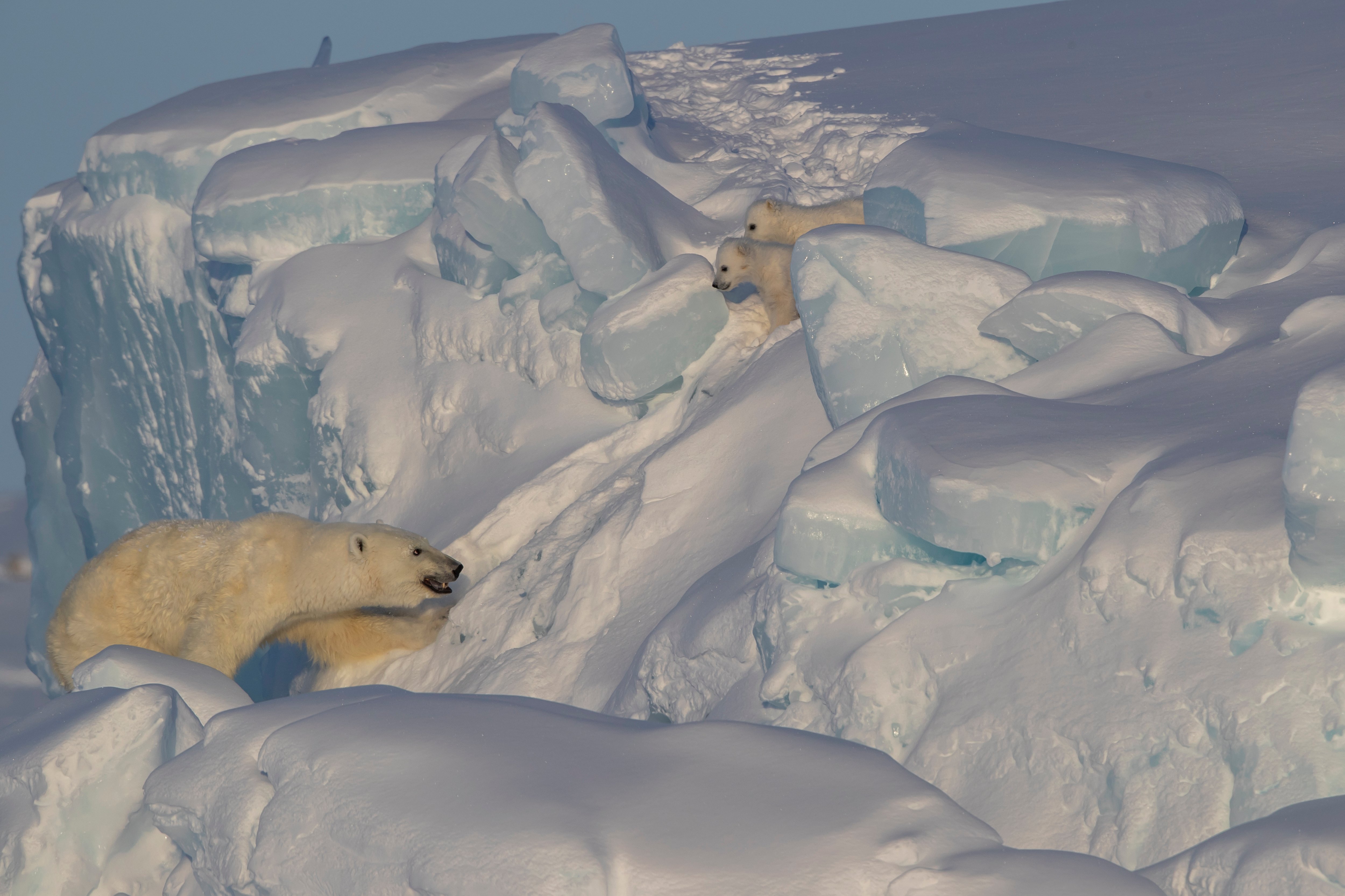 Polar bears