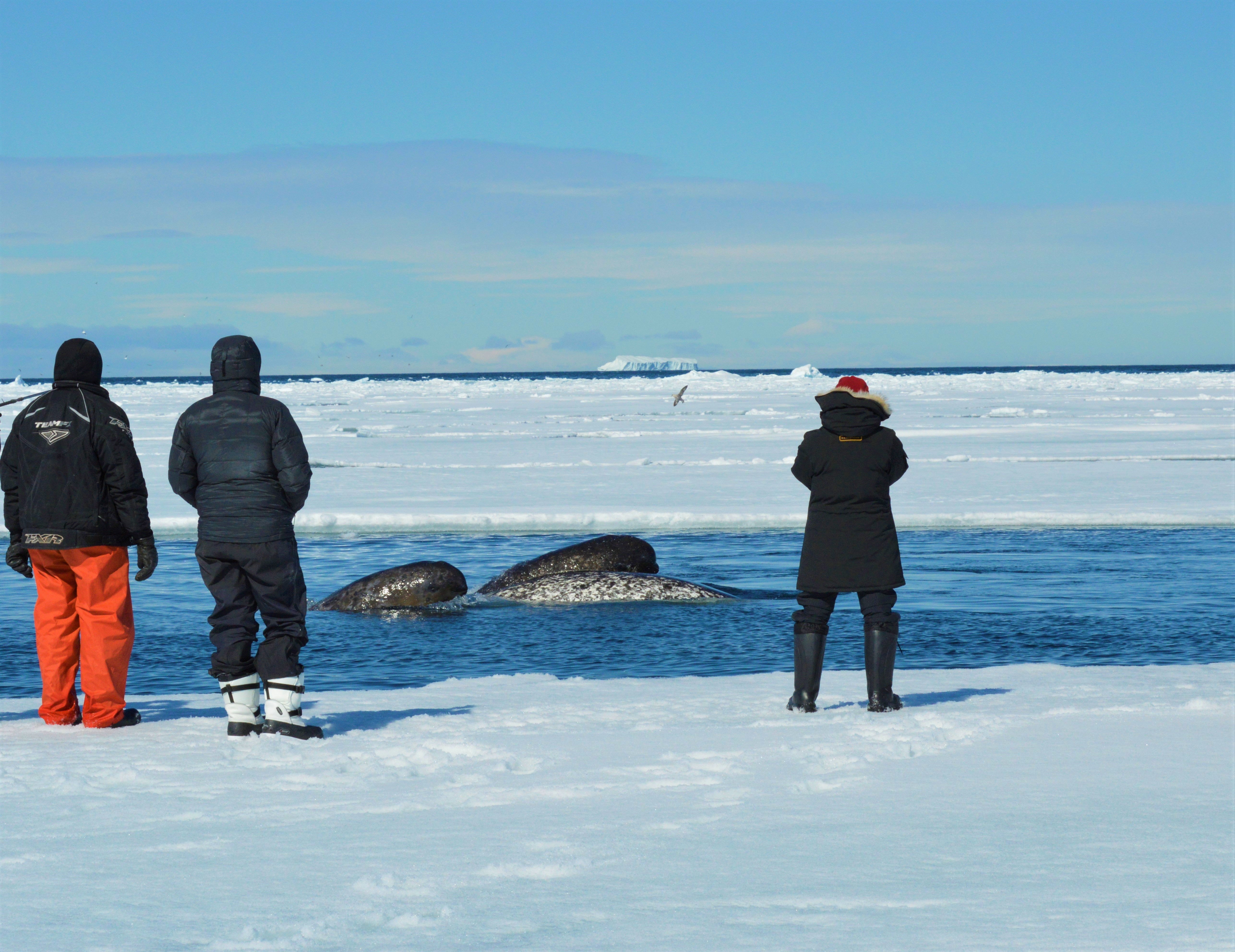 Whales of the Canadian Arctic