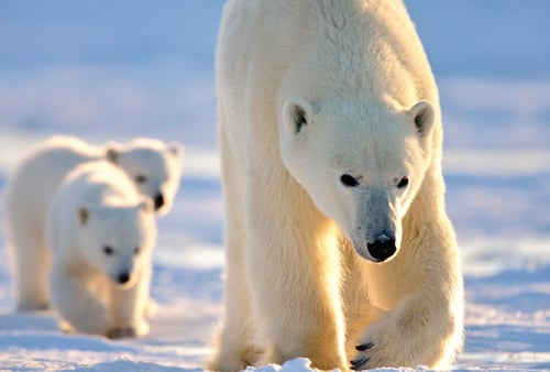 Polar Bear Mother & Newborn Cubs Safari