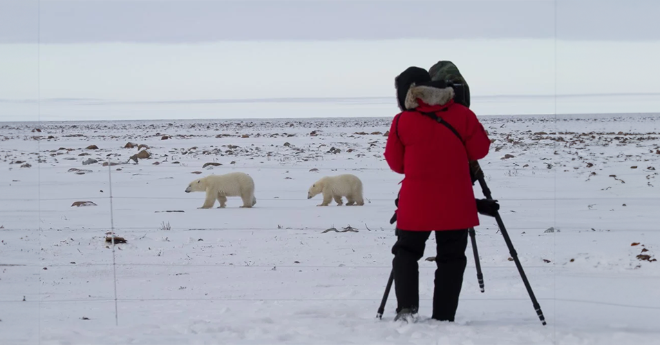 Top Arctic Wildlife Photography Tips for the Perfect Shot